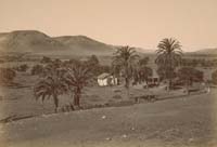 #1204 - Olive and Palm Orchard, Mission San Diego de Alcala, San Diego County